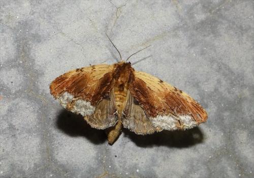 Réf. 284 399 : Ptilodon cucullina